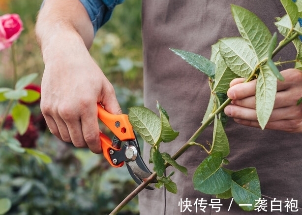 小花园|家里常年养花，黄叶掉叶小飞黑太闹心了，那是因为你没做这些