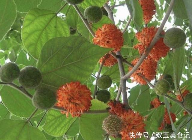 家乡若是有1种“构树”,见到请爱惜,它的果子值钱,不多见