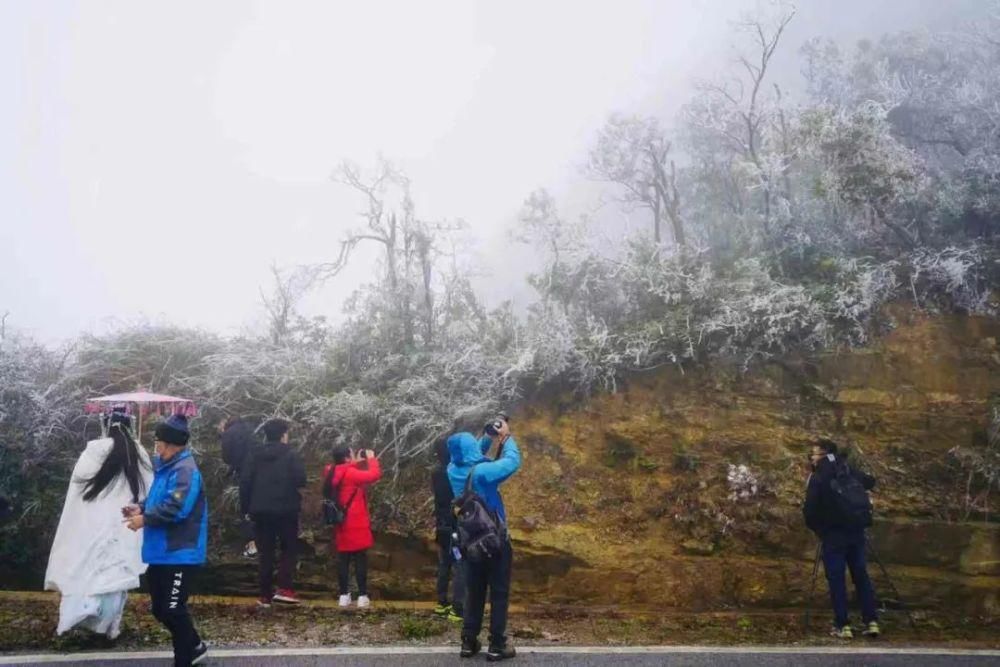 武鸣大明山化身“冰雪世界”， 雾凇云瀑美如仙境！