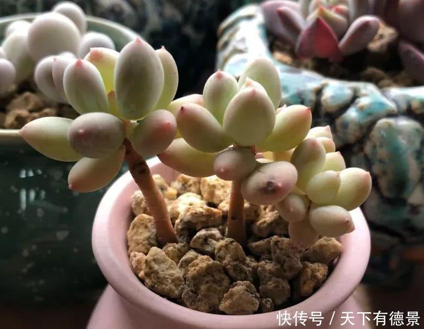 元气大伤|天热多肉不长个该怎么办?多透气、不施肥,不行就只能换盆土