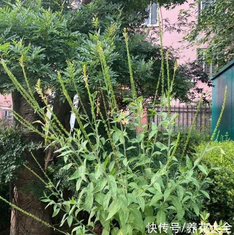 紫茉莉|不能小看入侵植物，看到后要立马拔掉，留着就是祸害