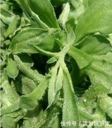 肚子|女性常吃此物,每周2次,肚子平了,皮肤细腻又光滑,子宫更健康