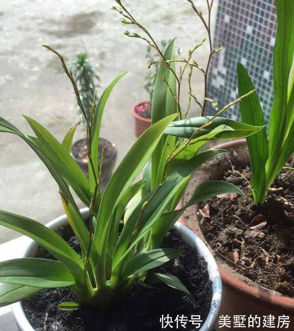 战斗鸡|兰花中的“战斗鸡”,同时开花几百朵,满屋子都是奶香气