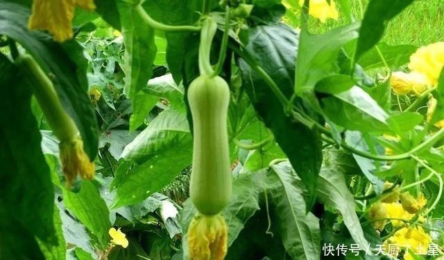 茶匙|同样是丝瓜，“有棱”和“无棱”差别这么大，看完后别再乱买了！