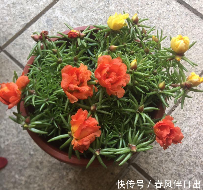 新手|“急性子”的4种花,买回家很快开花,适合新手养