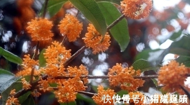 老中医|老中医桂花这样煮着喝,不用一周,胃炎、胃溃疡转好