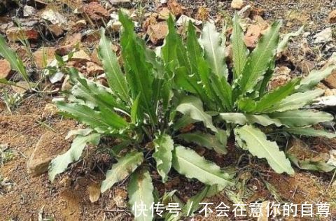 菠菜|路边的这种野生植物,你若遇见了,真是你的福气,记得要拔回家