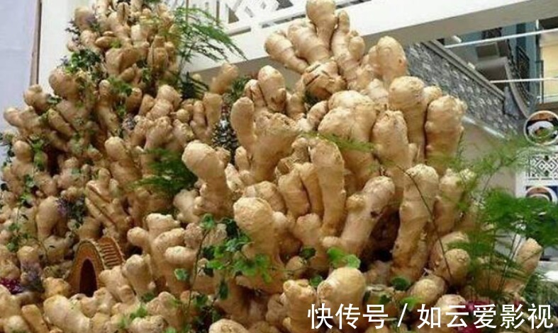 晾晒|吃不完的老姜这么一盆栽，来年就能收获新姜，平时堪当驱蚊剂