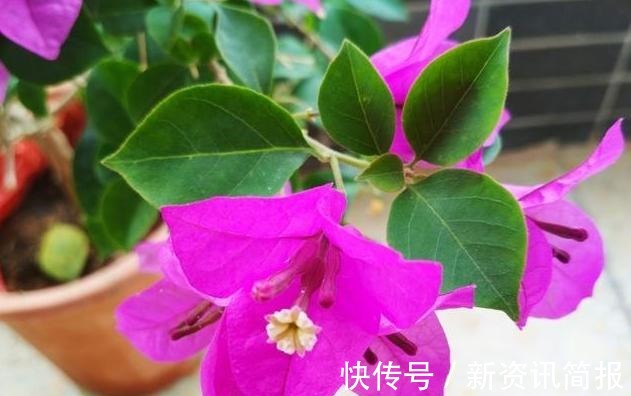 春夏秋冬|花期超长的“3种花”，从春开到冬，一开就是200多天，值得养！