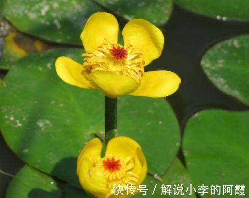 农历九月二十五霜降后，养什么花？以下3种花，金玉满堂喜气盈盈