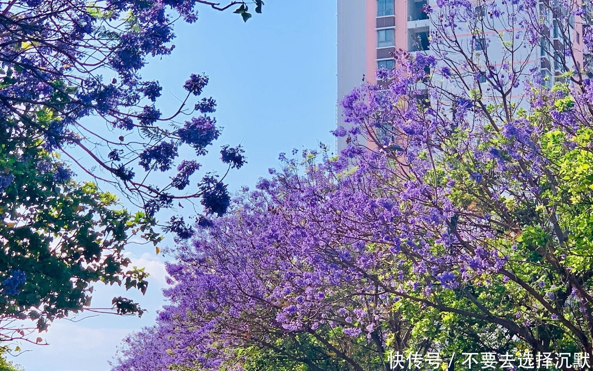 巴西来的“网红树”,一年花期仅20天,美得让人不敢相信