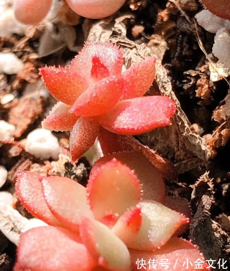 红稚莲|以阳光为滤镜,蓝天为背景,期待拥抱春天,拥抱自然!