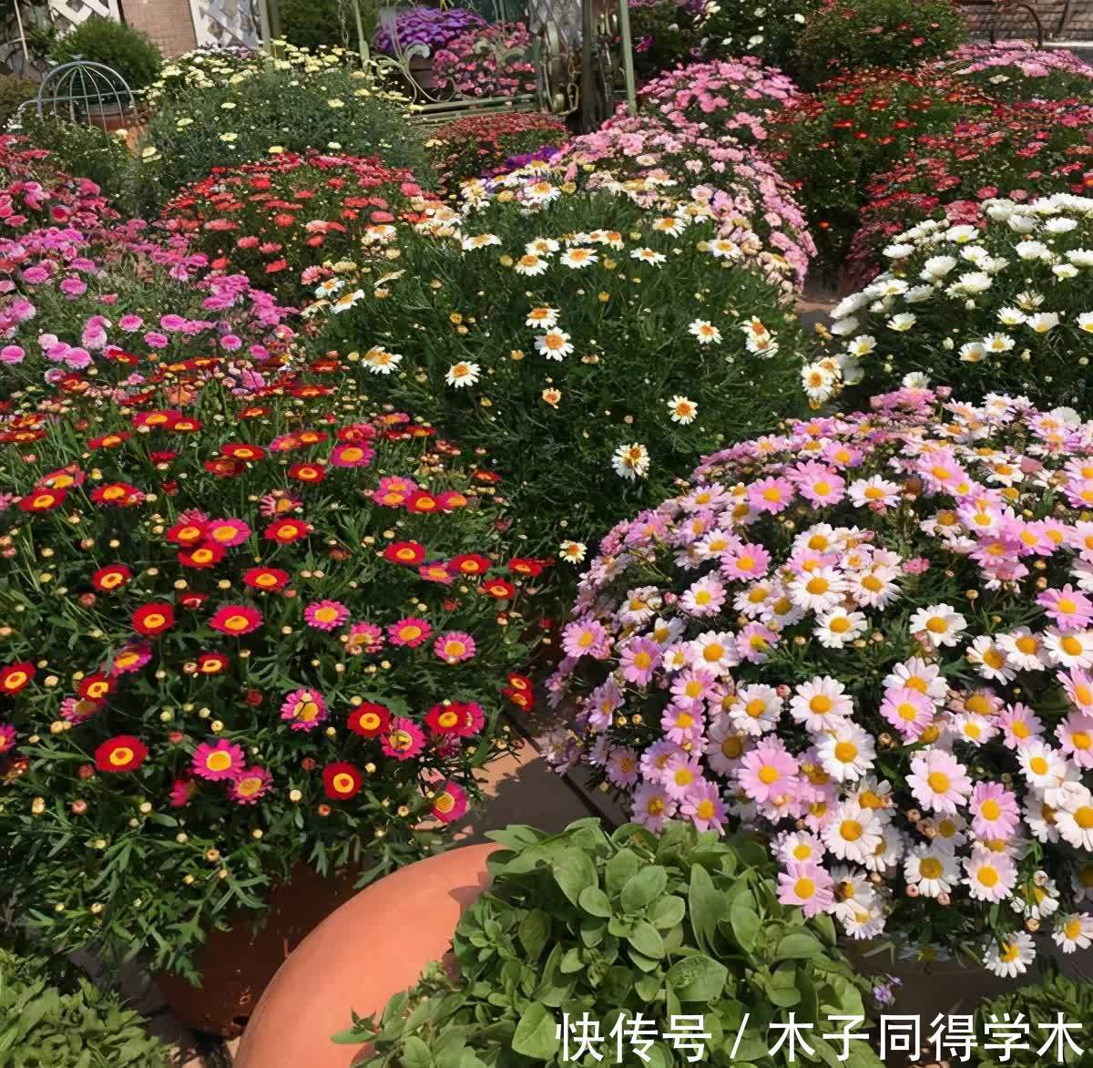 春天养玛格丽特,3多1少“爆花”小技巧,先长草球,再爆花球