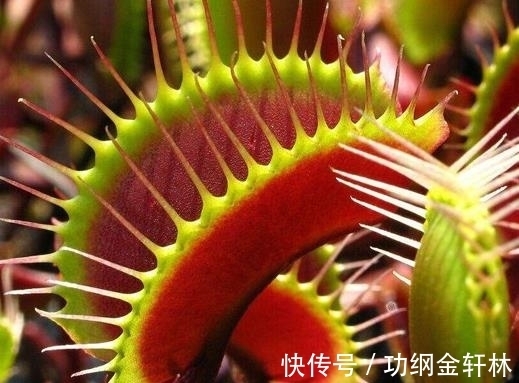 世界上最有趣的植物排名，面包树营养丰富，生石花圆润好看