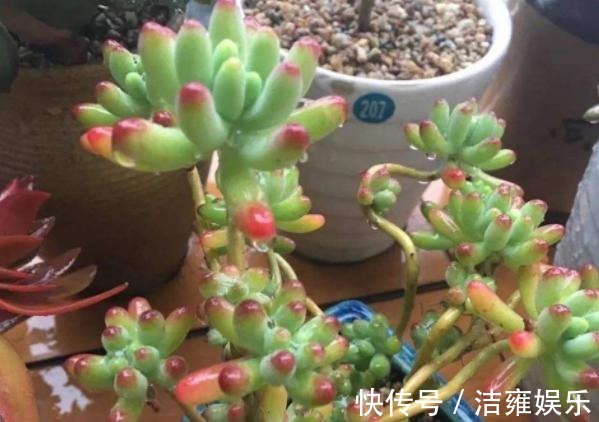 花盆|多肉变老桩,选盆不能凑合,用大盆效果差,教你不用颗粒土养好