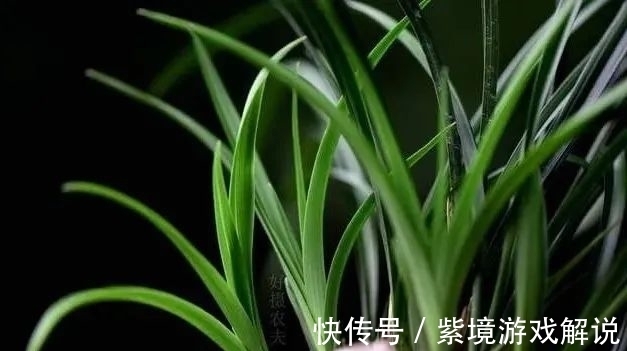 兰花浇水有讲究，浇半截水还是浇透水，究竟怎么掌握？