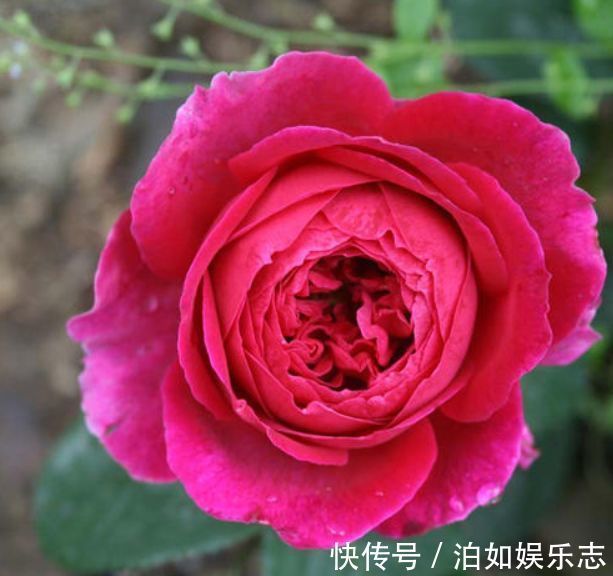 胭脂|喜欢玫瑰,不如养盆“精品玫瑰”皇家胭脂,四季开花,芳香袭人!