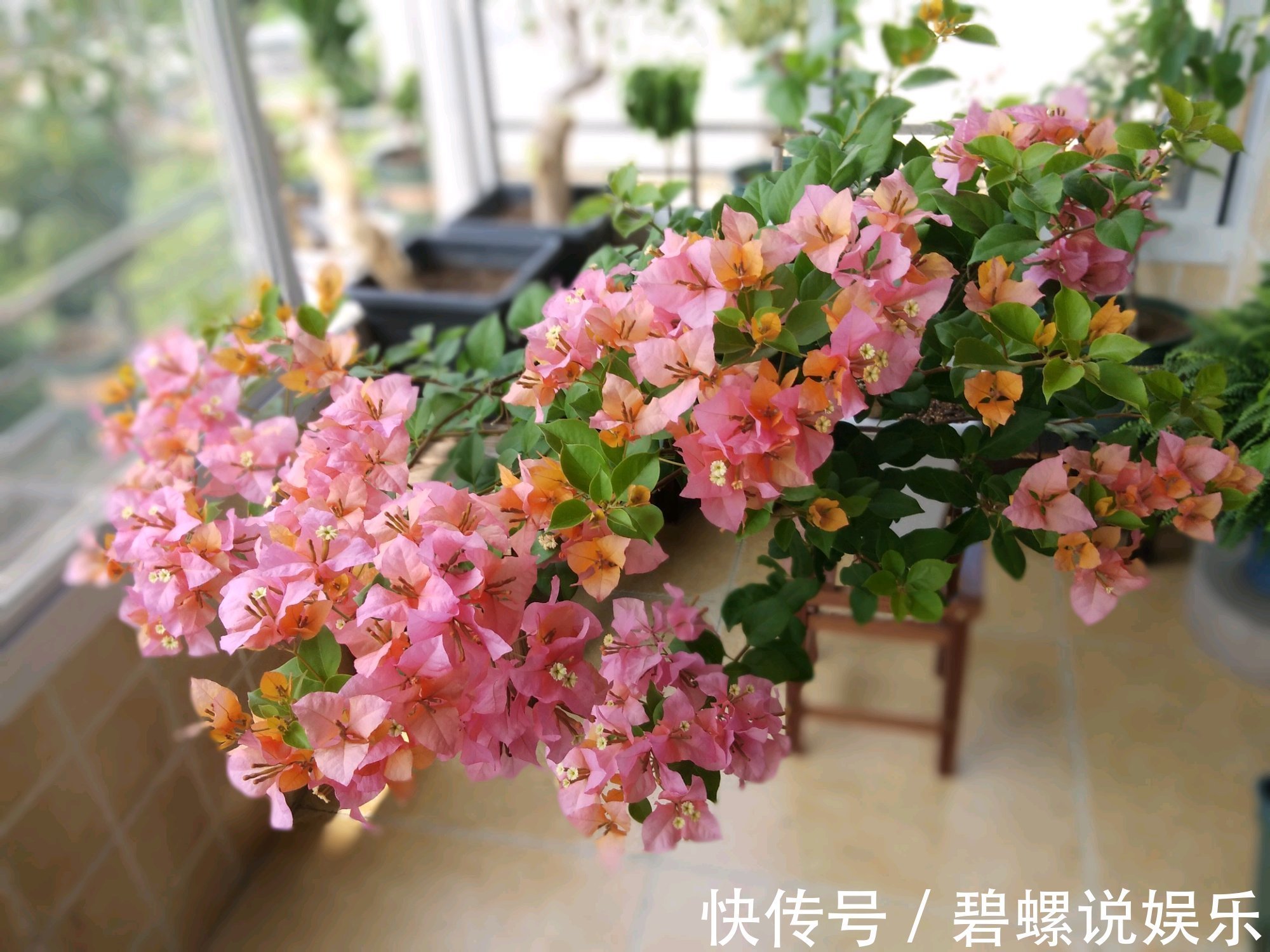 修剪|关于三角梅的花后修剪,剪对一个小开关,秋季开花爆盆连续不断