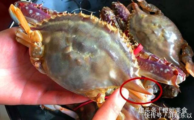 买梭子蟹不会挑老渔民教你1招挑螃蟹，保准个个鲜肥，太香了