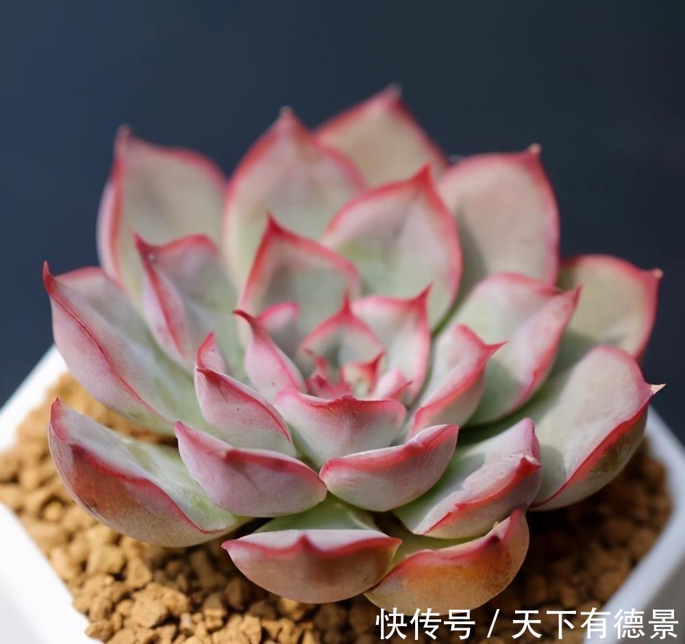 阳台党|阳台养多肉不能错过5款莲座型的品种，与价钱无关，就是很适合