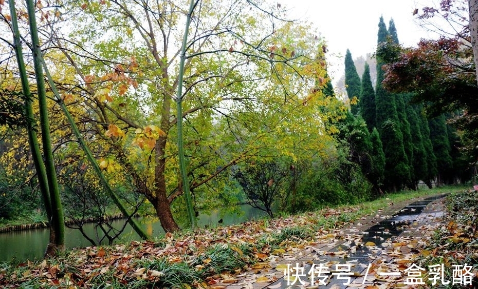 黄树影|“一路独行风渐紧,满街心事透衣衫”这句诗如何?七言绝句欣赏