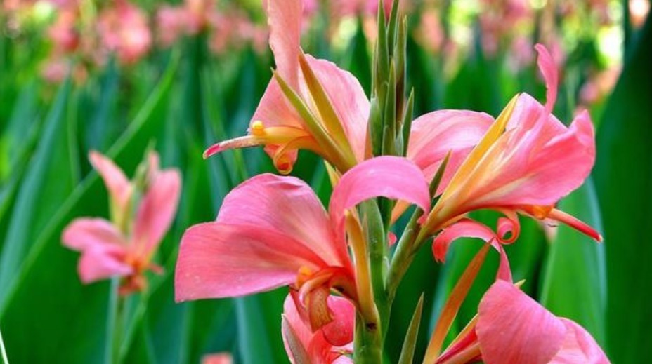 家有小院,就养“美人蕉”,五颜六色、花团锦簇,花朵硕大花期长