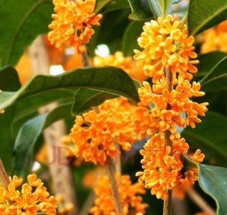 养花就养有名的花,清可绝尘,浓能远溢,堪称一绝,养在家中极美