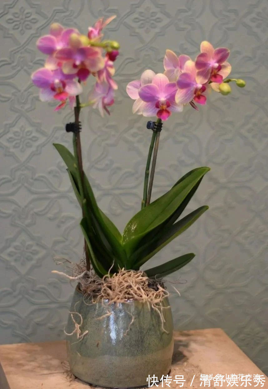 月季花|10种适合在秋季购买的盆栽花卉,提前买好,冬春时节持续有花开