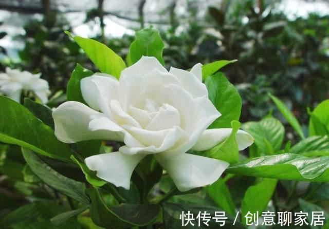 腊梅|八月以后，有几种花别随便剪，剪掉花芽不容易开花