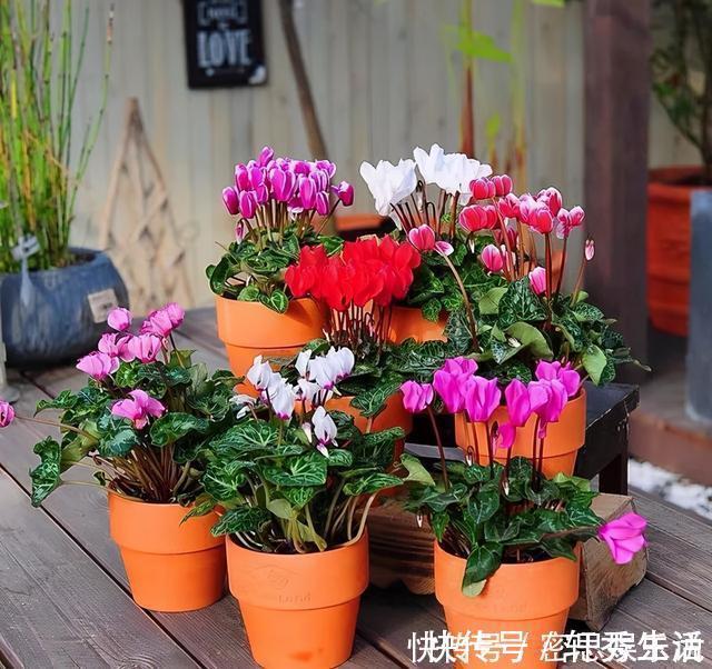 仙客来|被称为“夏必死”的8种花，我却喜欢买一些，因为能“省”不少钱
