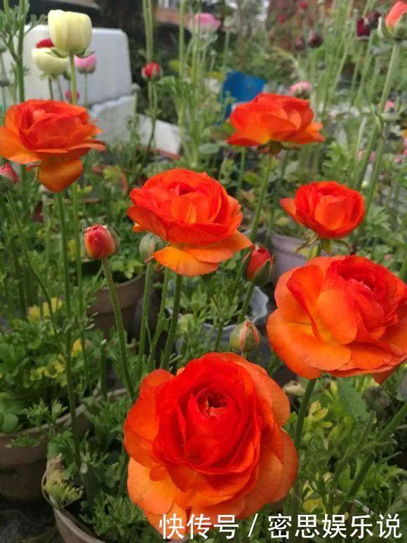 仙客来|被称为“夏必死”的8种花,我却喜欢买一些,因为能“省”不少钱