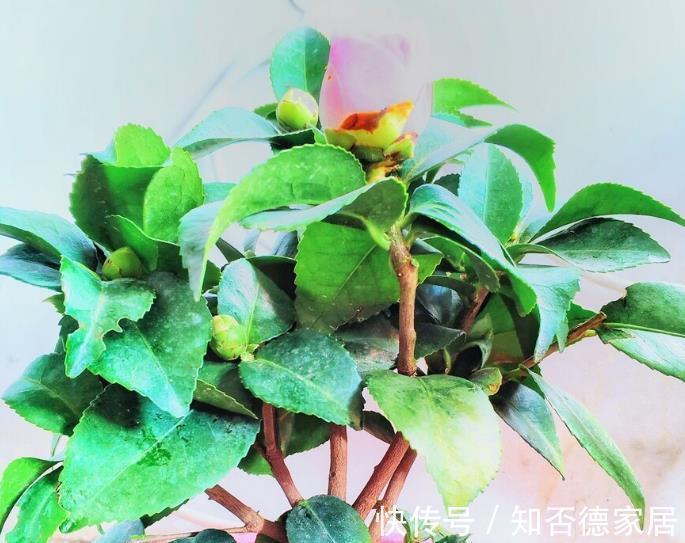 吉祥花|10大“吉祥花”适合养客厅,格调高,株型美,旺财又护家