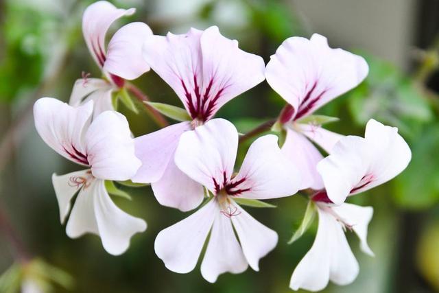 花期|新手爱花试试这两种,找根枝条就能扦插,从现在开花到来年春