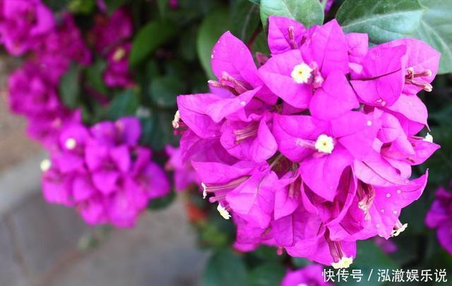 花盆|家里有这3种花,看到这几种“迹象”,别浇水了,先换盆才能养活