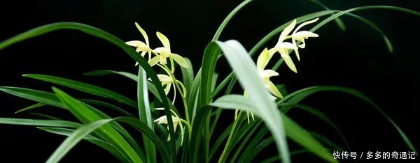 栀子花|老花农逛花市时,这五种花可不会购买,你看看你家有没有!