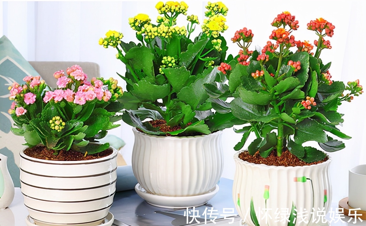 十大旺财花越老越值钱,建议养一盆,越养越富贵