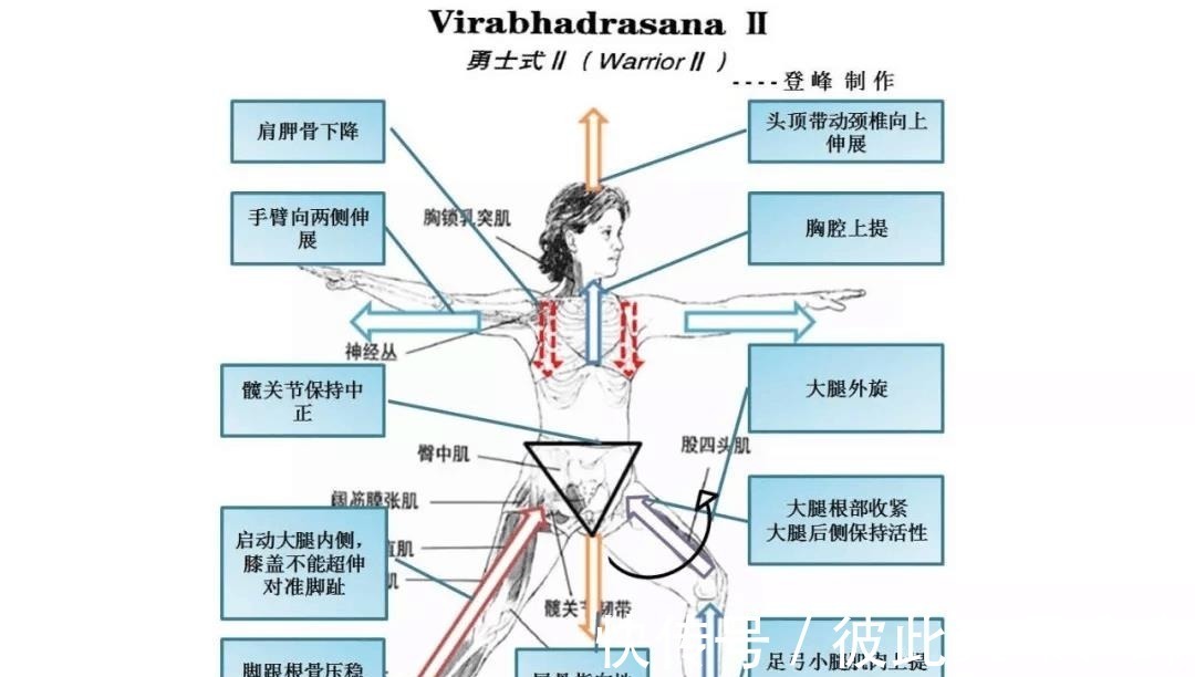 关节|瑜伽人须知的6个解剖学术语,附12个站立体式解剖图!