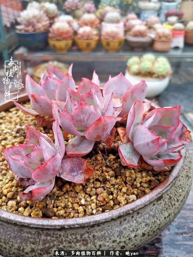 养多肉近四年,一路的走来,阳光总在风雨后!