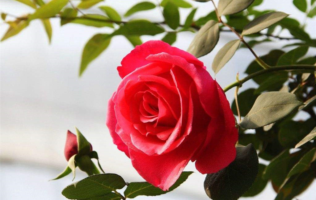 惟有此花开不厌,一年常占四时春,学好几招,让你成为养花达人