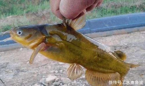 豆腐饵|豆腐钓鱼堪称一绝，尤其是钓黄颡鱼，爱钓鱼的你别错过