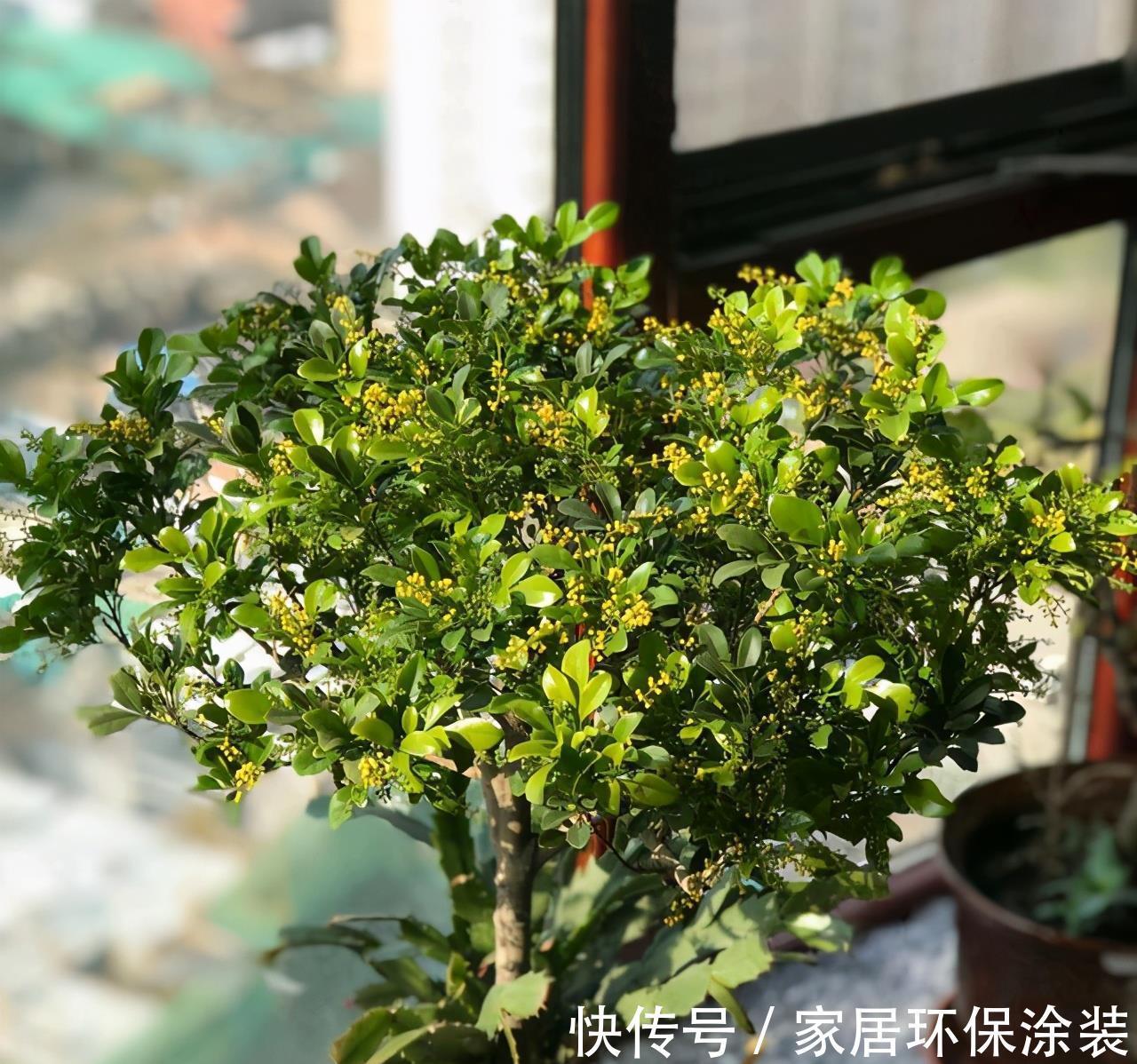 夏天|7种漂亮花,自带“体香”,阳台养一盆,家里就像喷香水