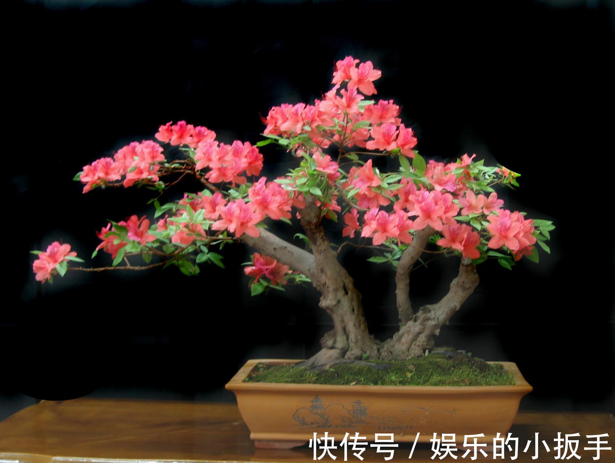 天气虽变冷,几种花卉也不能着急入室,你做对了吗