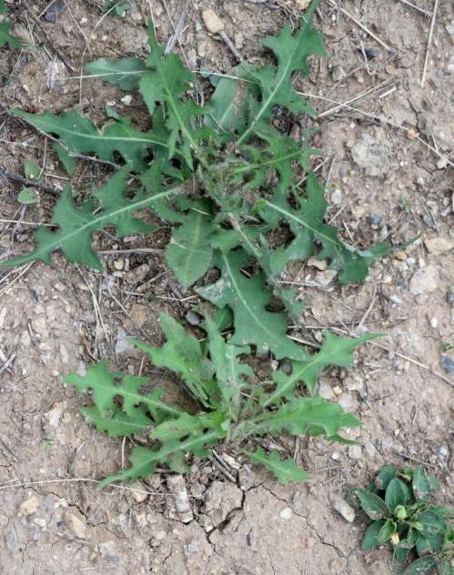 灰灰菜|5种“高钙”菜,农村常见,营养高口感好,却被当成了杂草,可惜