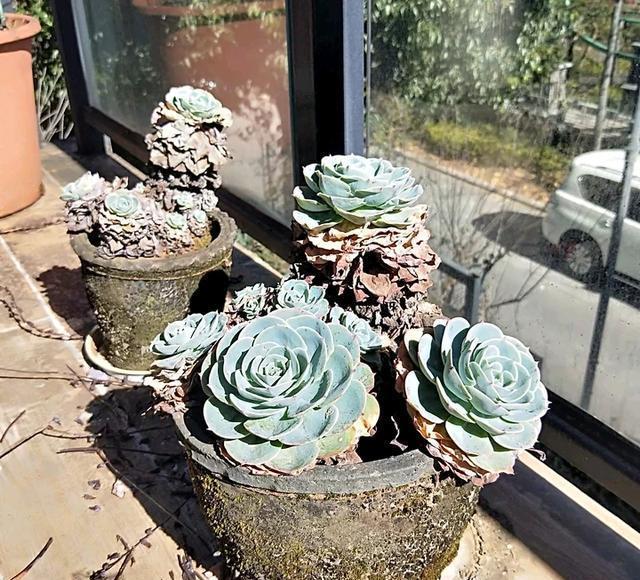 多肉“老桩”怎么样方法一点就通,做好5点,主干木质化