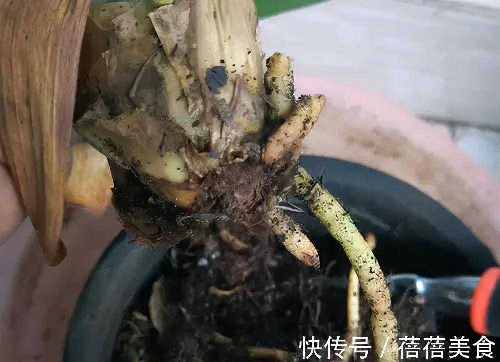 养花的“旧土”加点“废物”,又肥的流油,养花一级棒