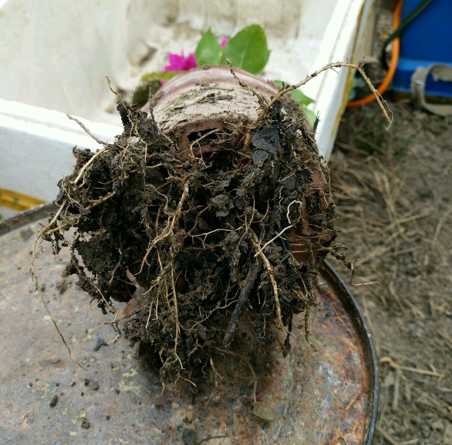 三角梅控水后还是开花少又少只需一妙招,一个星期开花爆盆