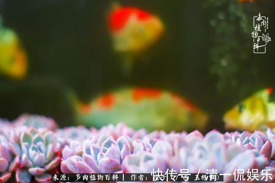 为了爱情|为了爱情来到陌生城市,偶遇多肉,地老天荒的爱恋!