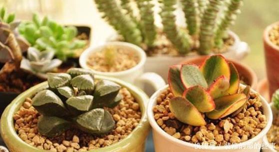 多肉换盆取不出来咋整?资深肉友:教你3招