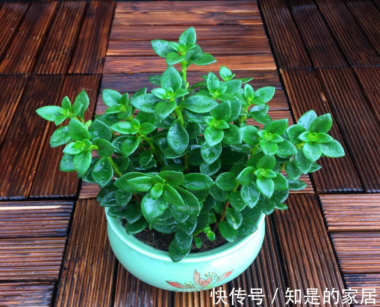 浇水|适合新手小白养的“吊兰花”,盆栽注意6点,花艳叶绿,长得好