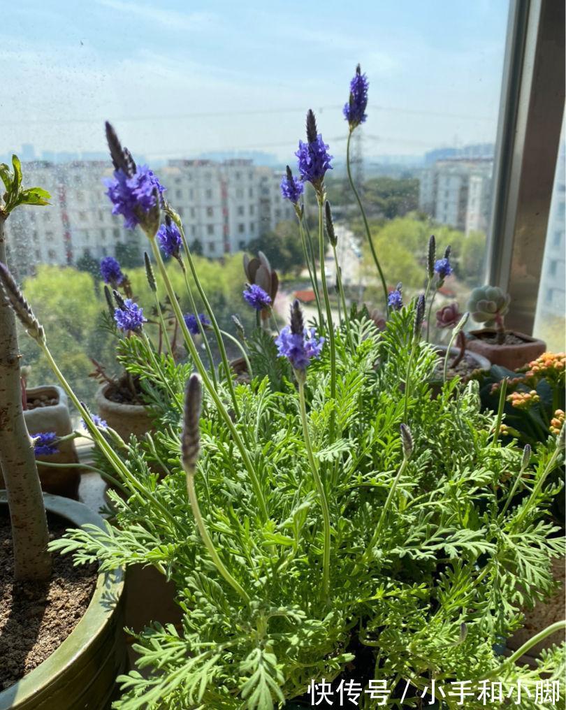 9种“健康花”,能吃能泡茶,客厅养一盆,清洁空气,吉利大气